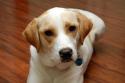 Luke's All Natural Pet Food Dog and Cat Photo Gallery