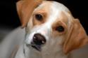 Luke's All Natural Pet Food Dog and Cat Photo Gallery