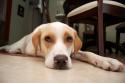 Luke's All Natural Pet Food Dog and Cat Photo Gallery