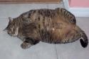 Luke's All Natural Pet Food Dog and Cat Photo Gallery
