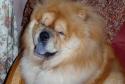 Luke's All Natural Pet Food Dog and Cat Photo Gallery