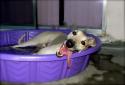 Luke's All Natural Pet Food Dog and Cat Photo Gallery