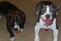 Luke's All Natural Pet Food Dog and Cat Photo Gallery