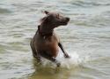 Luke's All Natural Pet Food Dog and Cat Photo Gallery