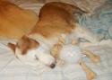 Luke's All Natural Pet Food Dog and Cat Photo Gallery