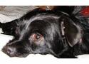 Luke's All Natural Pet Food Dog and Cat Photo Gallery