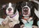 Luke's All Natural Pet Food Dog and Cat Photo Gallery