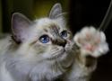 Luke's All Natural Pet Food Dog and Cat Photo Gallery