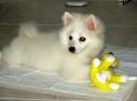 Luke's All Natural Pet Food Dog and Cat Photo Gallery