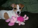 Luke's All Natural Pet Food Dog and Cat Photo Gallery