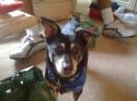 Luke's All Natural Pet Food Dog and Cat Photo Gallery