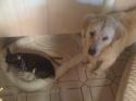 Luke's All Natural Pet Food Dog and Cat Photo Gallery