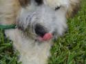 Luke's All Natural Pet Food Dog and Cat Photo Gallery