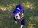 Luke's All Natural Pet Food Dog and Cat Photo Gallery