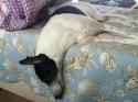 Luke's All Natural Pet Food Dog and Cat Photo Gallery