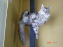Luke's All Natural Pet Food Dog and Cat Photo Gallery