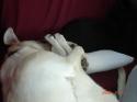 Luke's All Natural Pet Food Dog and Cat Photo Gallery