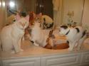 Luke's All Natural Pet Food Dog and Cat Photo Gallery
