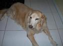 Luke's All Natural Pet Food Dog and Cat Photo Gallery