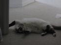 Luke's All Natural Pet Food Dog and Cat Photo Gallery
