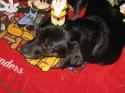 Luke's All Natural Pet Food Dog and Cat Photo Gallery