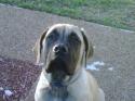 Luke's All Natural Pet Food Dog and Cat Photo Gallery