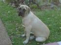 Luke's All Natural Pet Food Dog and Cat Photo Gallery