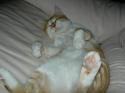 Luke's All Natural Pet Food Dog and Cat Photo Gallery
