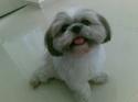 Luke's All Natural Pet Food Dog and Cat Photo Gallery