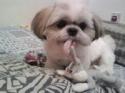 Luke's All Natural Pet Food Dog and Cat Photo Gallery