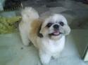 Luke's All Natural Pet Food Dog and Cat Photo Gallery