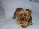 Luke's All Natural Pet Food Dog and Cat Photo Gallery
