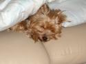 Luke's All Natural Pet Food Dog and Cat Photo Gallery