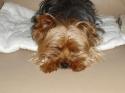 Luke's All Natural Pet Food Dog and Cat Photo Gallery