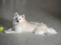 Luke's All Natural Pet Food Dog and Cat Photo Gallery