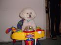 Luke's All Natural Pet Food Dog and Cat Photo Gallery