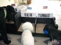 Luke's All Natural Pet Food Dog and Cat Photo Gallery
