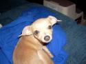 Luke's All Natural Pet Food Dog and Cat Photo Gallery
