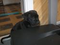 Luke's All Natural Pet Food Dog and Cat Photo Gallery