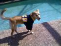 Luke's All Natural Pet Food Dog and Cat Photo Gallery