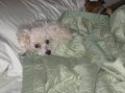 Luke's All Natural Pet Food Dog and Cat Photo Gallery