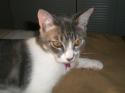 Luke's All Natural Pet Food Dog and Cat Photo Gallery