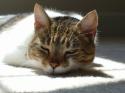 Luke's All Natural Pet Food Dog and Cat Photo Gallery