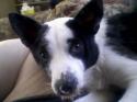 Luke's All Natural Pet Food Dog and Cat Photo Gallery