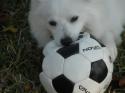 Luke's All Natural Pet Food Dog and Cat Photo Gallery