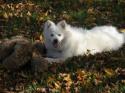 Luke's All Natural Pet Food Dog and Cat Photo Gallery