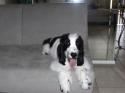 Luke's All Natural Pet Food Dog and Cat Photo Gallery