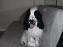 Luke's All Natural Pet Food Dog and Cat Photo Gallery