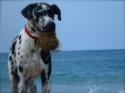 Luke's All Natural Pet Food Dog and Cat Photo Gallery