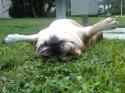 Luke's All Natural Pet Food Dog and Cat Photo Gallery